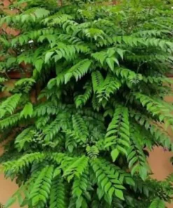 Organic Curry Leaf Plant – 12-14 Inch, Healthy Herb in Half-Gallon Pot