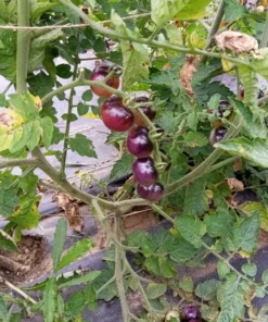 Perfection in Pink Cherry Tomato Seeds