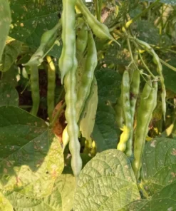 Pine Mountain Greasy Bean Heirloom Seeds