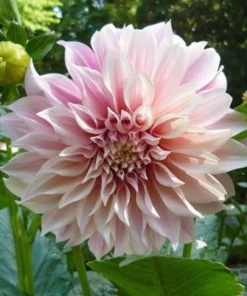 Pink Dahlia Seeds, 20 Seeds