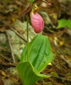 Pink Lady’s Slipper Double Crown Orchid Cypripedium Acaule 2 Bud/Bloom Pink Flowers