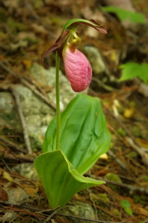 Pink Lady’s Slipper Double Crown Orchid Cypripedium Acaule 2 Bud/Bloom Pink Flowers