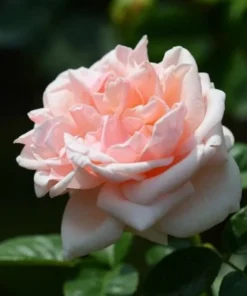 Pink Rose Seeds, 50 Seeds