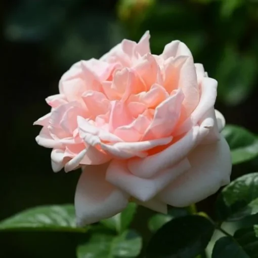 Pink Rose Seeds, 50 Seeds