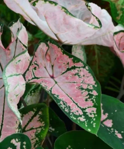 Pink Splash Caladium Bulbs - Translucent Pink with Green Edges