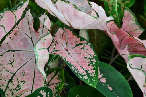 Pink Splash Caladium Bulbs - Translucent Pink with Green Edges