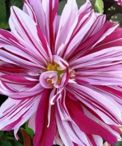 Pink Stripes Dahlia Seeds, 20 Seeds