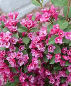 Pink Weigela Shrub Quart Pot – Flowering Shrub with Deep Pink Blooms