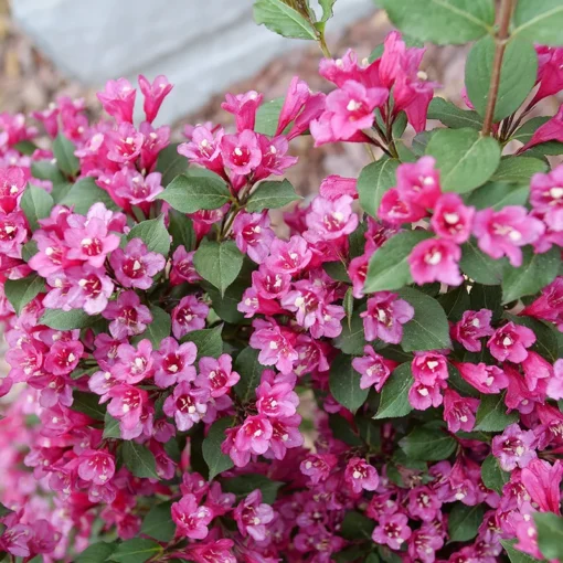 Pink Weigela Shrub Quart Pot – Flowering Shrub with Deep Pink Blooms