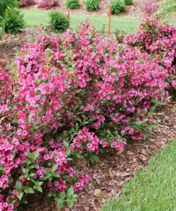 Pink Weigela Shrub Quart Pot – Flowering Shrub with Deep Pink Blooms