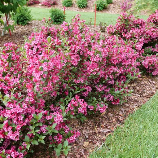 Pink Weigela Shrub Quart Pot – Flowering Shrub with Deep Pink Blooms