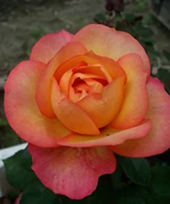 Pink Yellow Rose Seeds, 50 Seeds