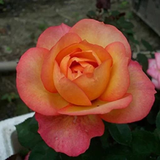 Pink Yellow Rose Seeds, 50 Seeds