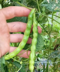 Pink-tip Greasy Heirloom Bean (30 Seeds)