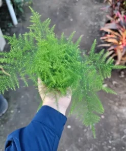 Plumosa Fern Asparagus Fern 4in Pot Indoor Green Plant Easy Care Asparagus setaceus