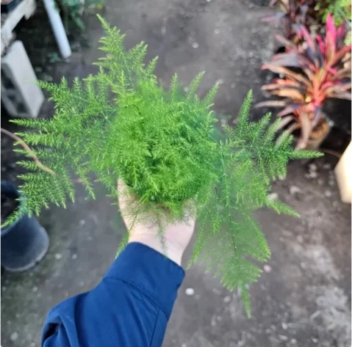 Plumosa Fern Asparagus Fern 4in Pot Indoor Green Plant Easy Care Asparagus setaceus