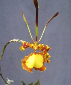 Psychopsis Mendenhall 'Hildos' FCC/AOS, Unusual Orchid