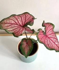 Puppy Love Caladium Bulbs - Frilly Pink Perennial Plant