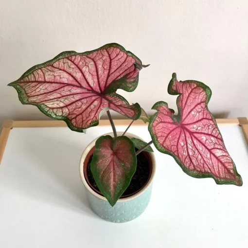 Puppy Love Caladium Bulbs - Frilly Pink Perennial Plant