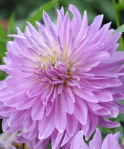 Purple Dahlia Seeds, 20 Seeds