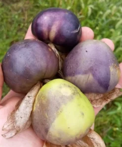 Purple Mountain Landrace Tomatillo (Physalis philadelphica) (50 Seeds)