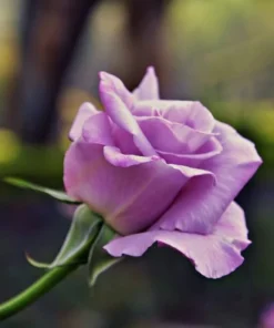 Purple Rose Seeds, 50 Seeds