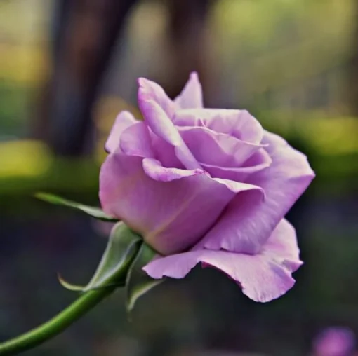 Purple Rose Seeds, 50 Seeds