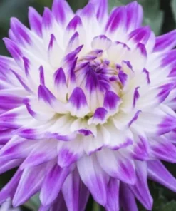 Purple White Dahlia Seeds, 20 Seeds