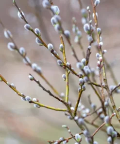 Pussy Willow 2.5 inch pot