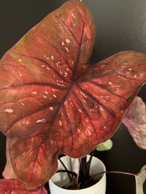 Rain or Shine Caladium Bulbs - Rare Bronze Pink Perennial Plant