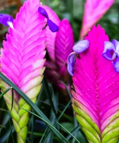 Rare Beautiful Pink Tillandsia Perennial Flowers Seeds 20 Seeds