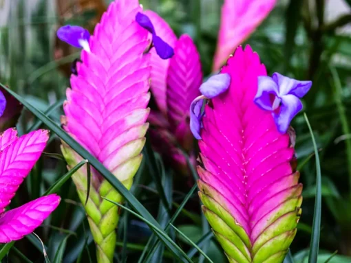 Rare Beautiful Pink Tillandsia Perennial Flowers Seeds 20 Seeds