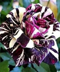 Rare Black Dragon Rose Bush 50 Seeds