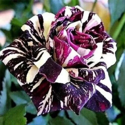 Rare Black Dragon Rose Bush 50 Seeds