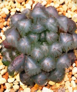 Rare Crystal Clear Succulents Seeds, 50 Seeds