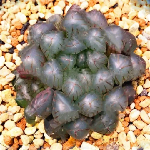 Rare Crystal Clear Succulents Seeds, 50 Seeds