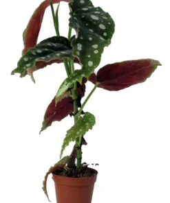 Rare Polka Dot Bat Wing Begonia Maculata 2" Pot Indoor Easy Care Houseplant