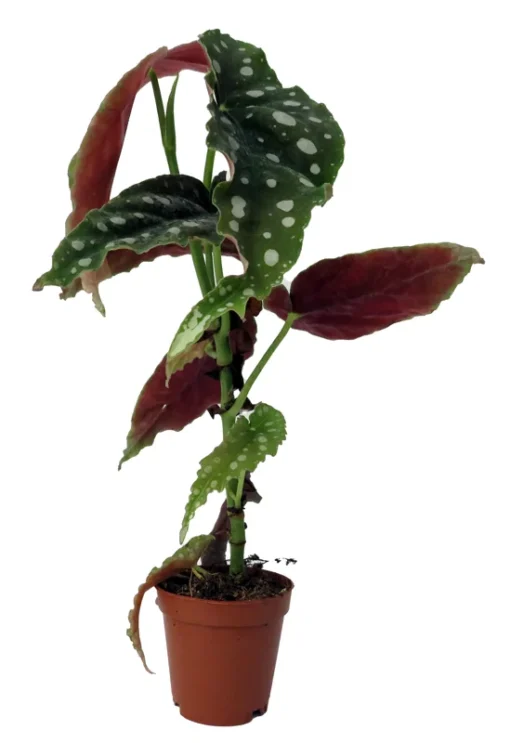 Rare Polka Dot Bat Wing Begonia Maculata 2" Pot Indoor Easy Care Houseplant