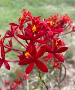 Rare Red Epidendrum radicans - Bright Orchid with Red Blooms, 3" Pot