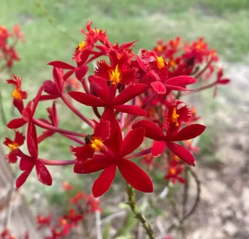 Rare Red Epidendrum radicans - Bright Orchid with Red Blooms, 3" Pot