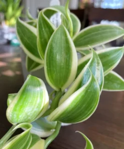 Rare Variegated Vanilla Bean Orchid Vine - Vanilla planifolia 'Albo-Marginata' - 2.5