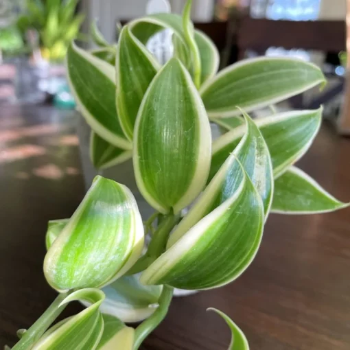 Rare Variegated Vanilla Bean Orchid Vine - Vanilla planifolia 'Albo-Marginata' - 2.5" Pot, Indoor Plant