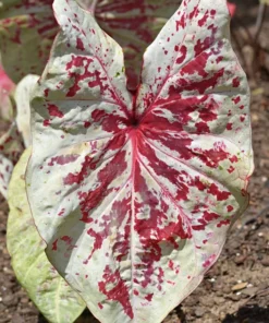 Raspberry Moon Caladium Bulbs (2 Pack) – Variegated Green and Pink