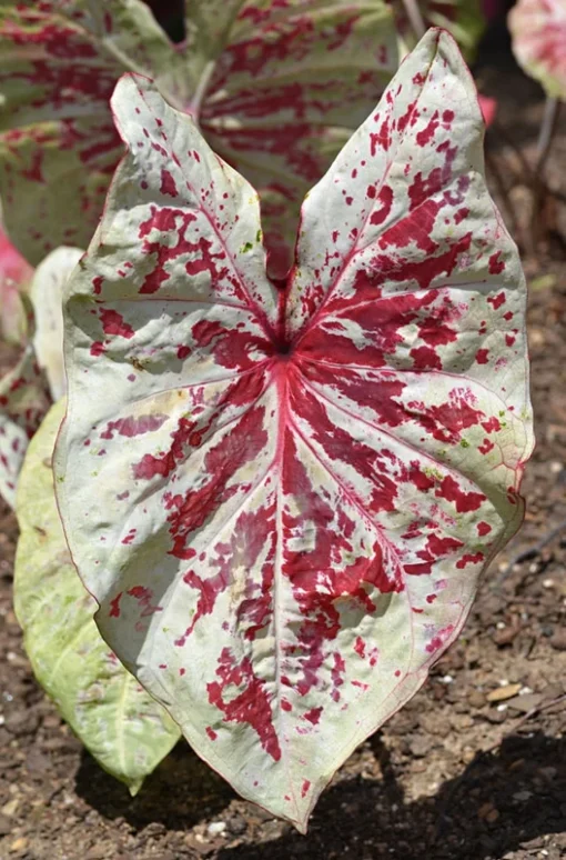 Raspberry Moon Caladium Bulbs (2 Pack) – Variegated Green and Pink