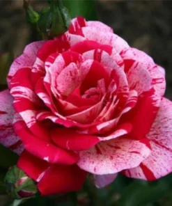 Red Dragon Rose Bush 50 Seeds