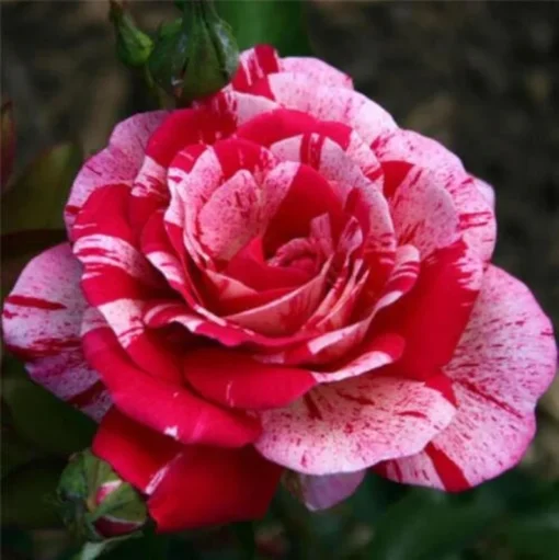 Red Dragon Rose Bush 50 Seeds