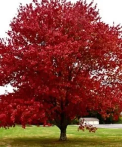 Red Maple Tree – Quart Container | Vibrant Fall Foliage, Low-Maintenance Shade Tree