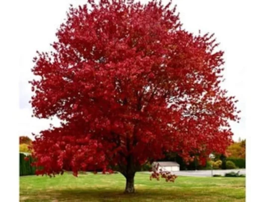 Red Maple Tree – Quart Container | Vibrant Fall Foliage, Low-Maintenance Shade Tree