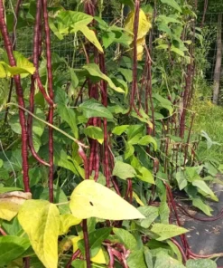 Red Noodle Yardlong Bean (Vigna unguiculata) (30 Seeds)