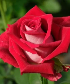 Red Rose Seeds, 50 Seeds